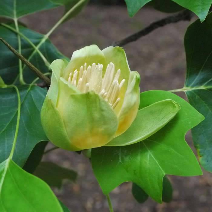 Liriodendron Tulipfera Flower - The Tulip Tree, buy online UK