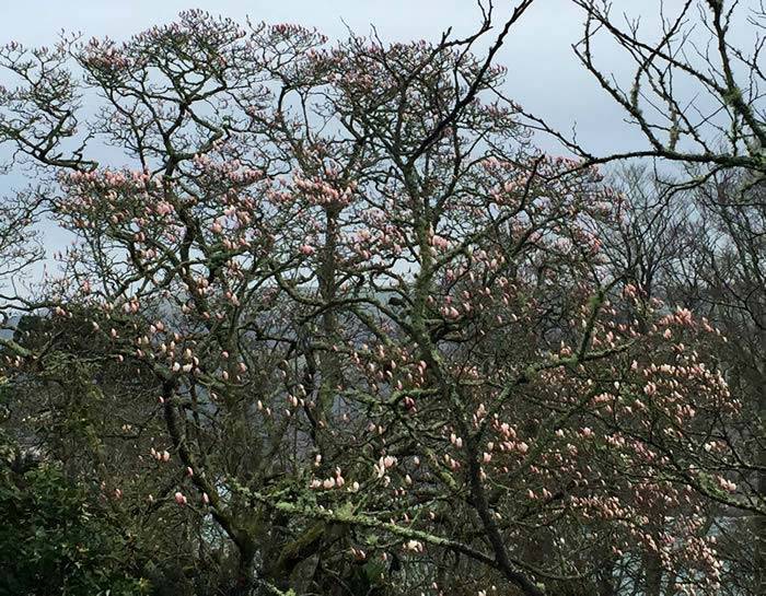 Magnolia Campbellii Overbecks - the original trees were brought back by Joseph Hooker