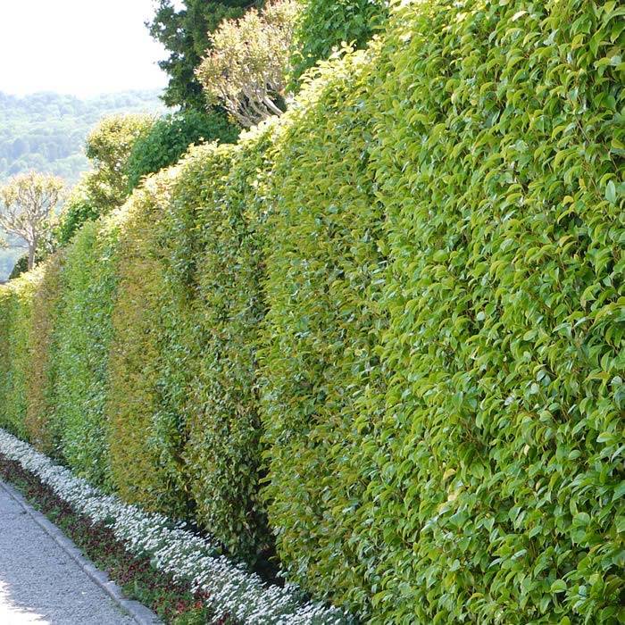Mixed Hedge plants, evergreen hedging for sale online UK