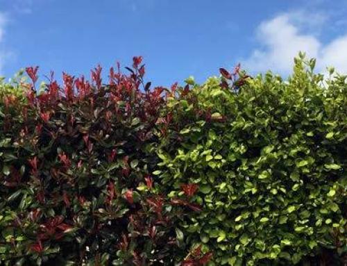 Ornamental Mixed Hedges