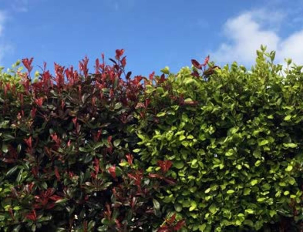 mixed-hedge-plants-uk-500x383@2x.jpg