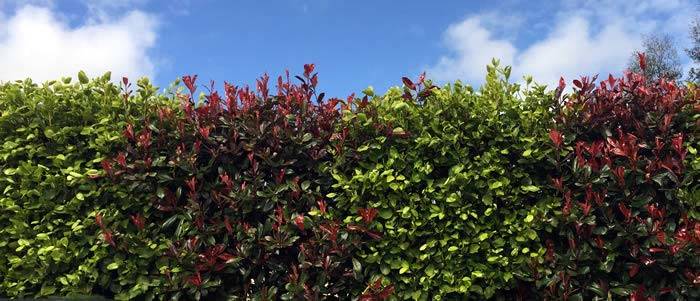 Mixed hedge plants for sale UK