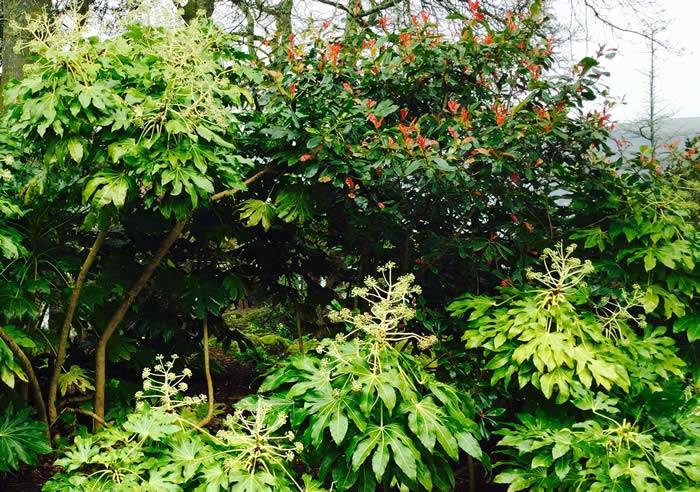 Fatsia Japonica and Photinia Red Robin – a striking evergreen backdrop