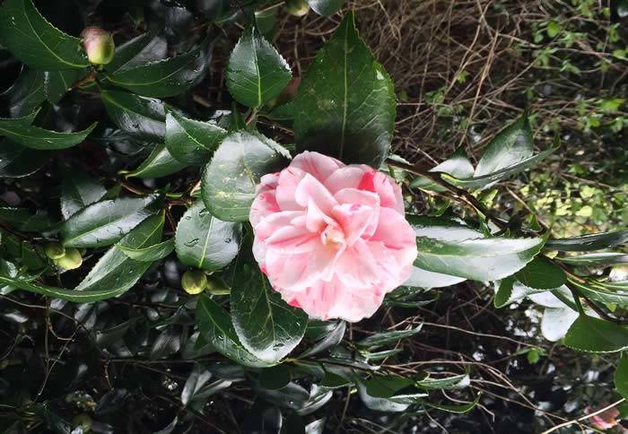 Camellia Japonica - pink variegated flower