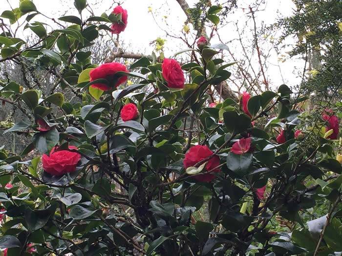 Red Flowering Camellias in the Woodland Garden at Overbeck's