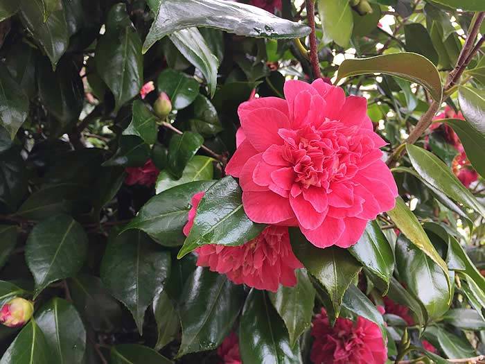 Camellia bush growing in Cornwall