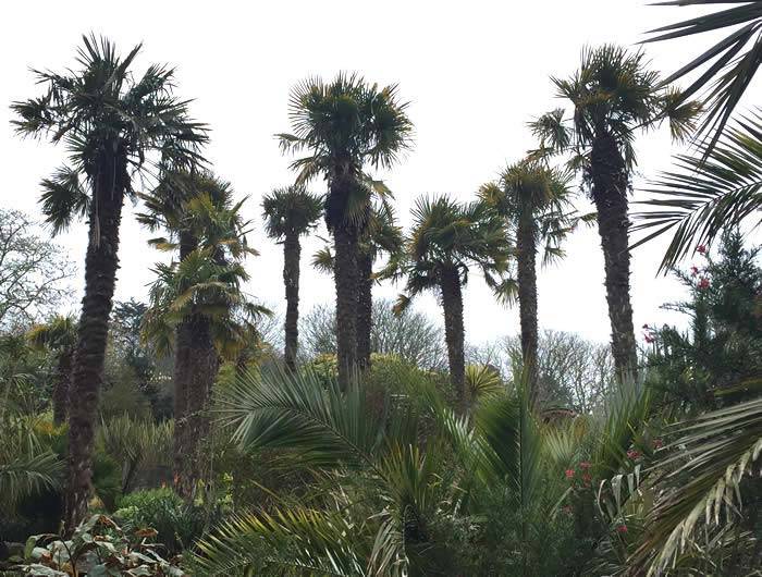 Chusan Palms in The Palm Garden at Overbeck's, buy online UK