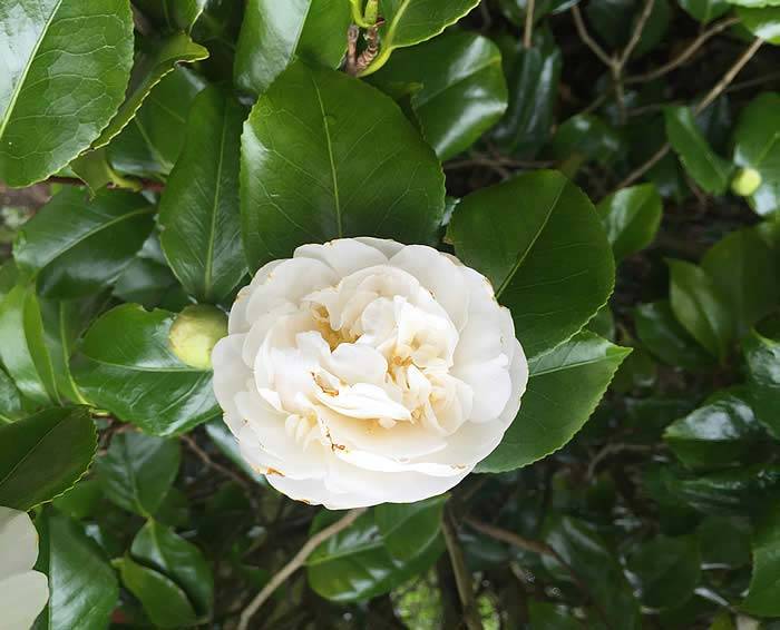White flowering Camellia Japonica