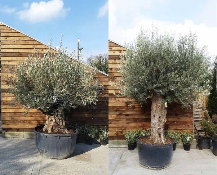 Ancient Olive Trees Olive Trees With Gnarled Trunks for sale at Paramount Plants, Buy online UK