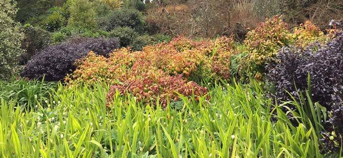 Multi-coloured foliage creates an eye-catching show 