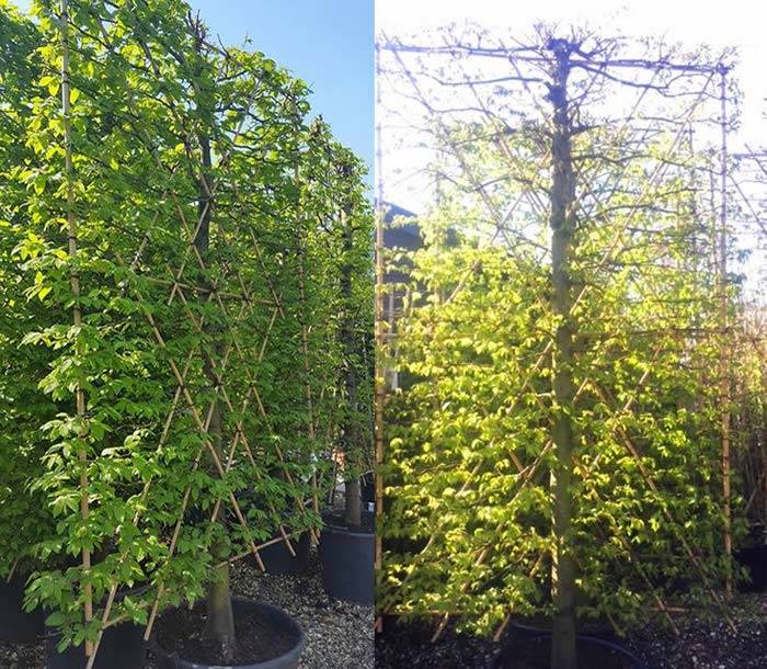 Pleached Hornbeam Living Screens for sale online, UK nationwide delivery