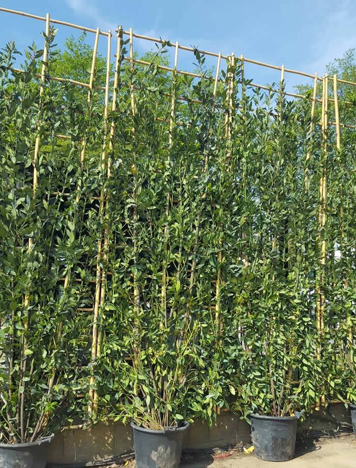 Bay Laurel Trees trained as living screens, buy online UK