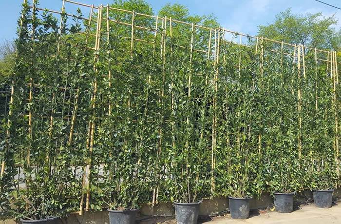 Living Screening Trees for sale online, UK