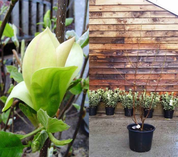 Magnolia Solar Flair Flowering and Shrub Actual Size buy online UK