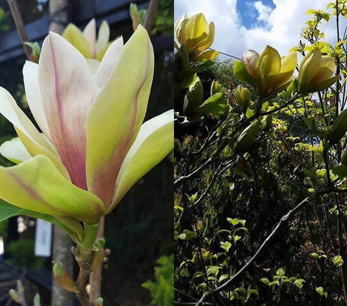 Magnolia Sunsation - Yellow Flowering Magnolia buy UK