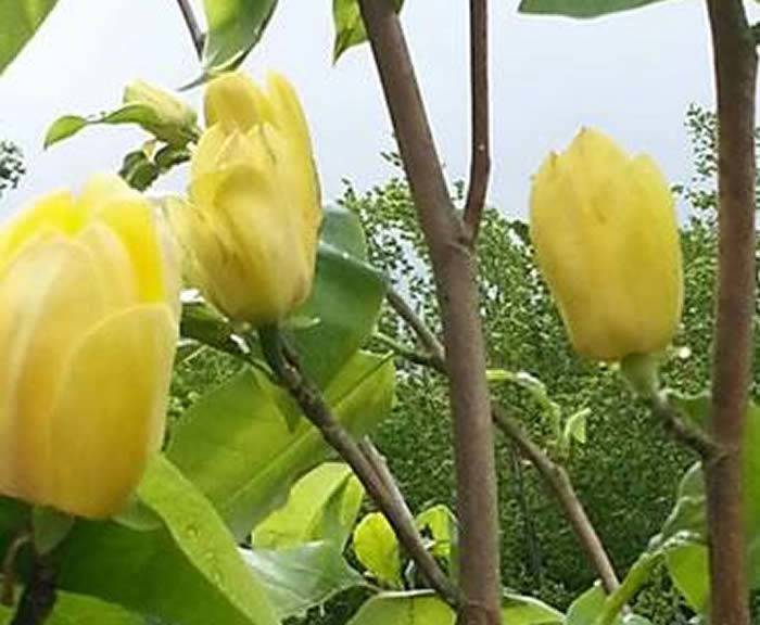 Yellow Magnolia Butterflies, buy online, Magnolia specialist nursery UK