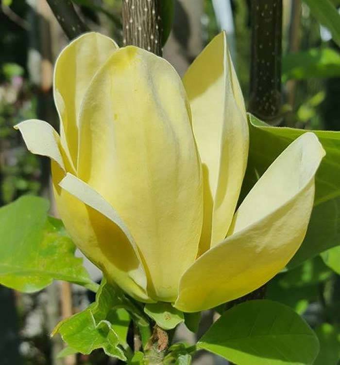 Yellow Magnolia - Yellow Bird for sale online UK