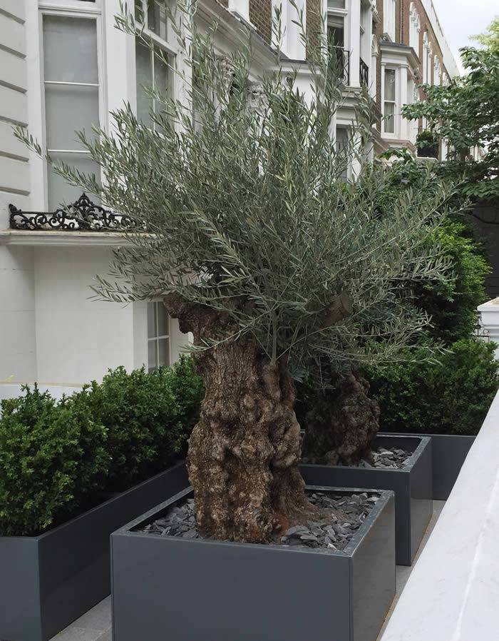 Garden Bonsai Olive Trees Olive Trees With Gnarled Trunks - Front Garden, Central London buy UK