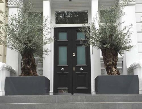 Olive Trees With Gnarled Trunks