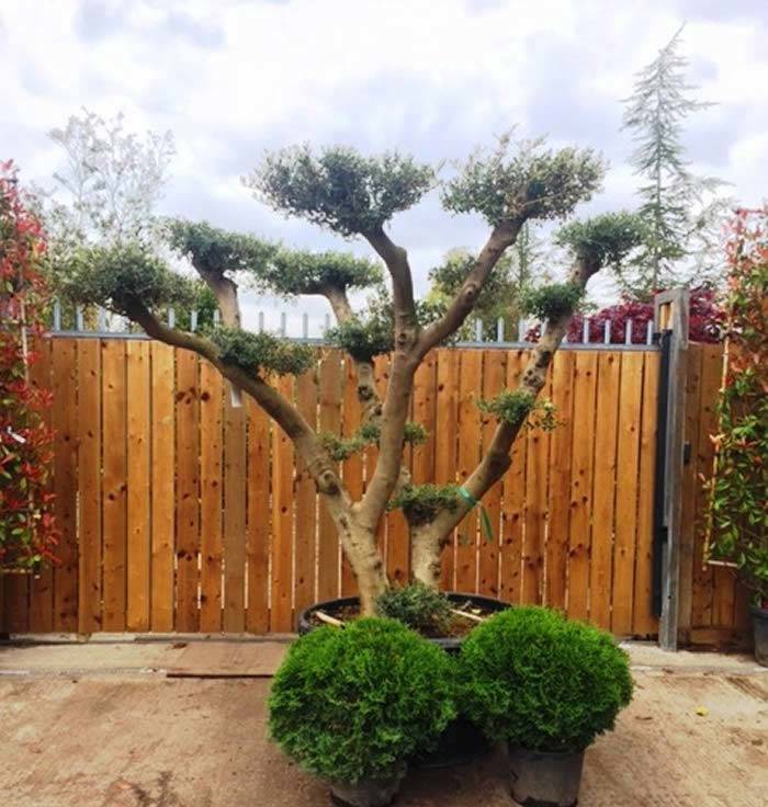 Olive Trees Trained as Cloud Trees buy online UK