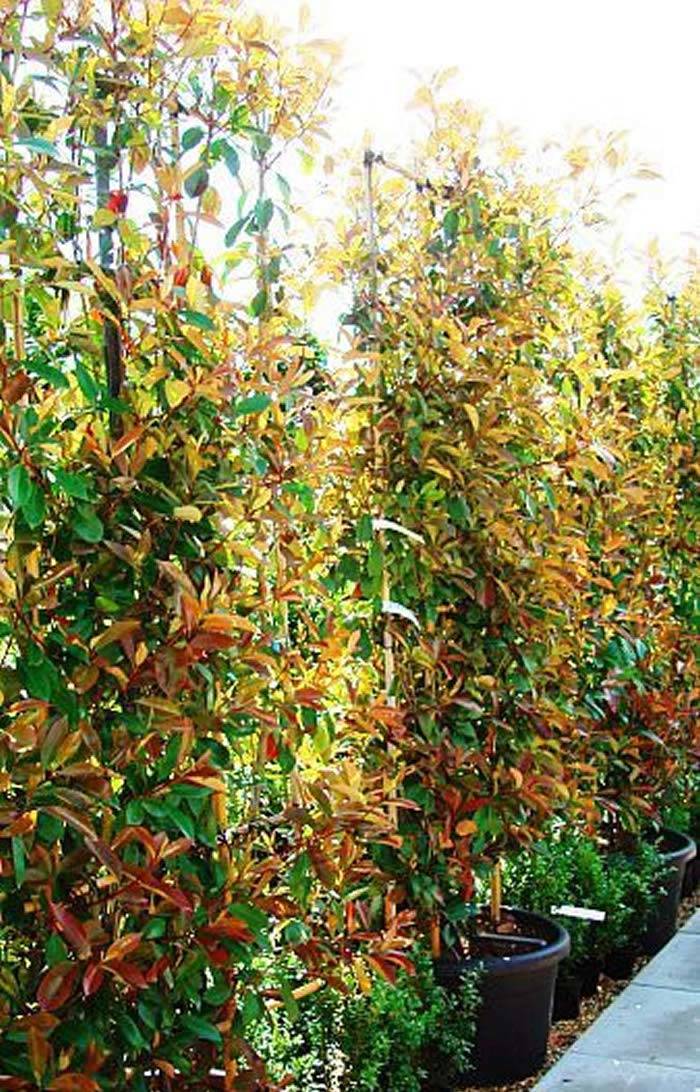 Photinia Red Robin Living Screening, buy UK