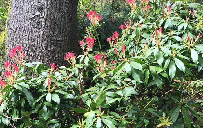 Giant Pieris Forest Flame