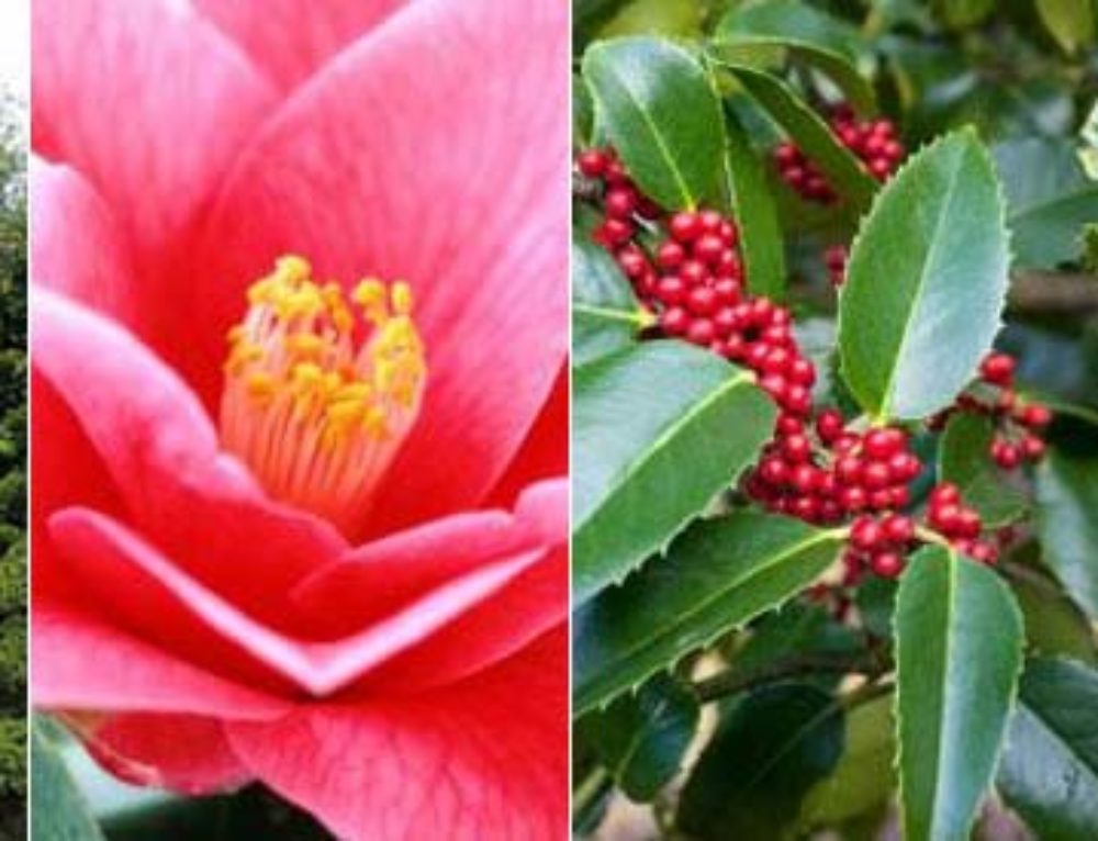 What To Plant Now Autumn Weather Has Arrived In August