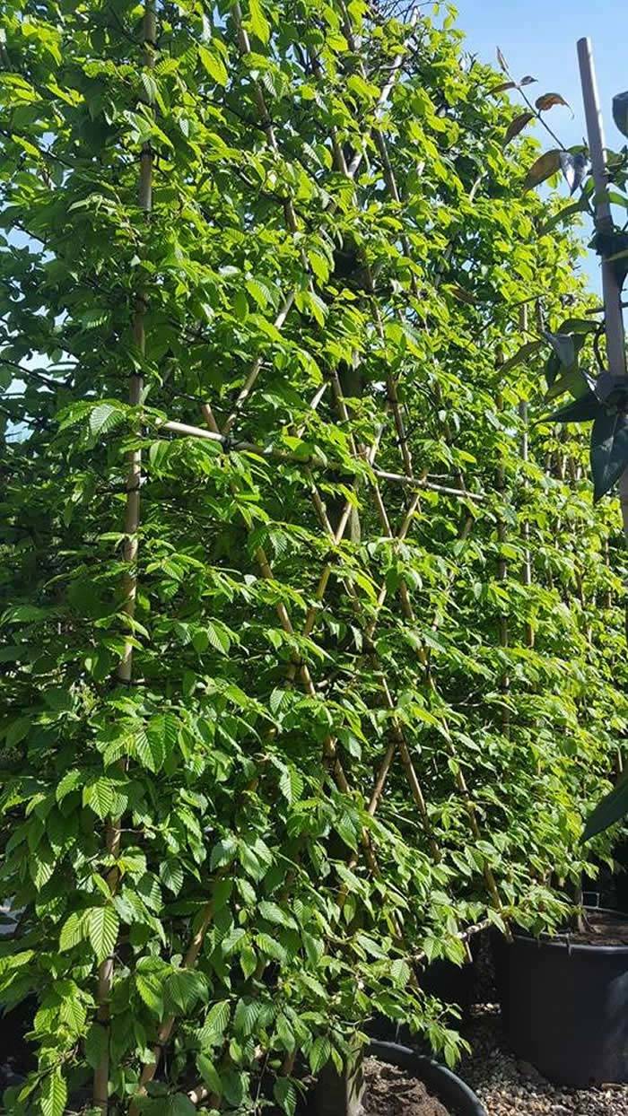 Pleached Hornbeam Living Screening Trees, buy UK