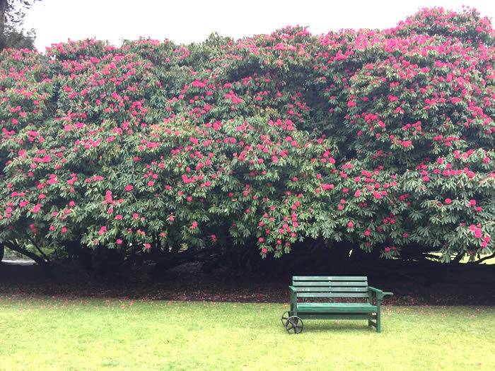 Pink Rhododendrons at Heligan, from their Rhododendron Gardens Cornwall