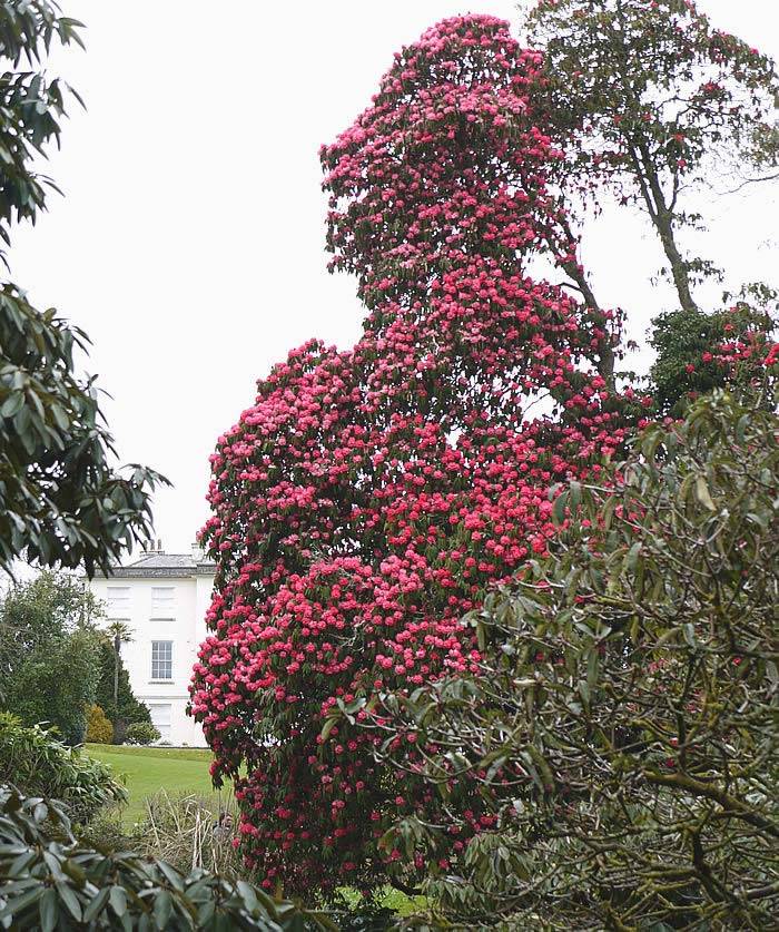 Enormous Rhododendron tree by Heligan House. Buy rhododendrons online at our London plant centre