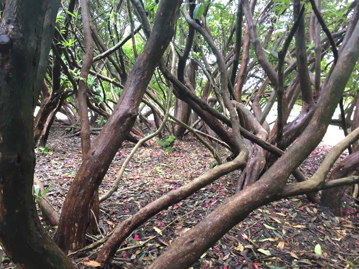 Enormous trunks of vintage Rhododendrons at The Lost Gardens of Heligan, Rhododendron Gardens Cornwall UK