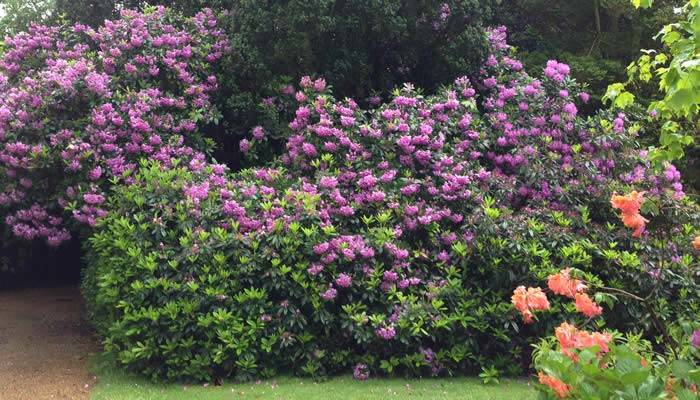 Rhododendron Collection at Paramount Plants.