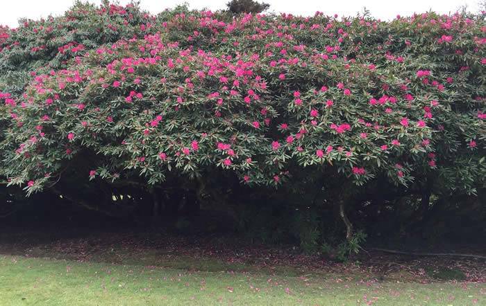 Ancient Rhododendrons at Heligan