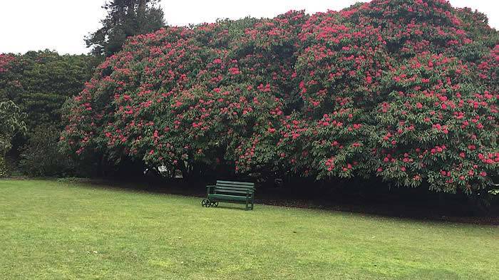 Original Hooker Rhododendrons (or Sikkim Rhododendrons) can still be seen and marvelled at in Britain today.