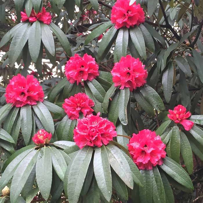 Crimson Red Flowers of Rhododendrons, buy online UK