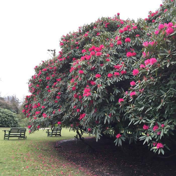 Rhododendrons flowering on Flora's Green at The Lost Gardens of Heligan