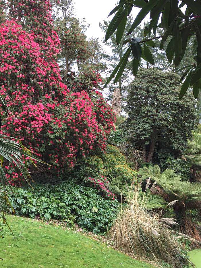 Rhododendrons reach up to 60 feet high at maturity in Heligan Gardens, Cornwall