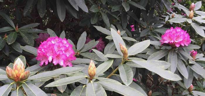 Magenta coloured Rhododendrons, flowering at The Lost Gardens of Heligan in Cornwall