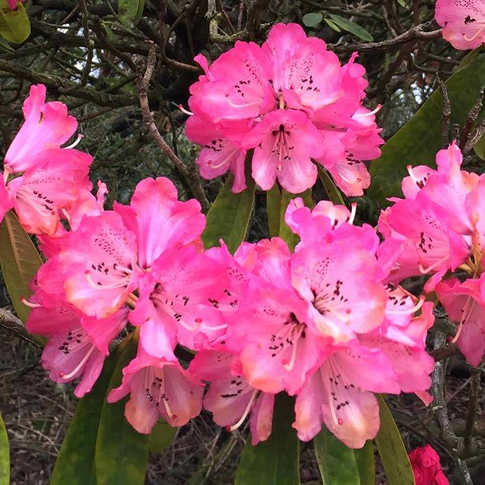 Close up of Pink Flowering Rhododendrons at Heligan. Buy pink Rhododendrons online UK.
