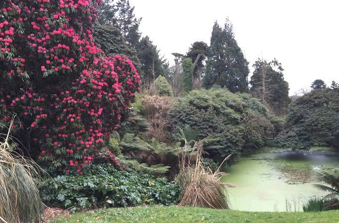 Rhododendron Trees in The Jungle Garden at Heligan. Buy Rhododendrons online UK