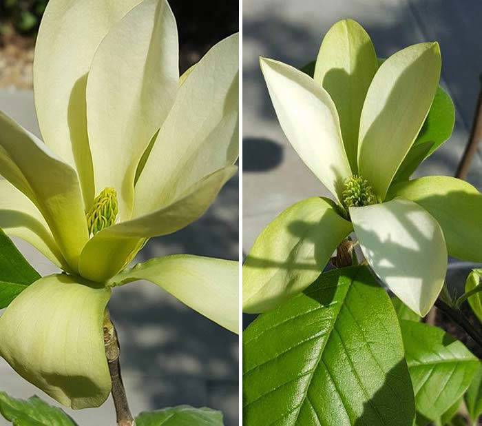 Yellow Magnolia Butterflies shrubs, buy online UK delivery