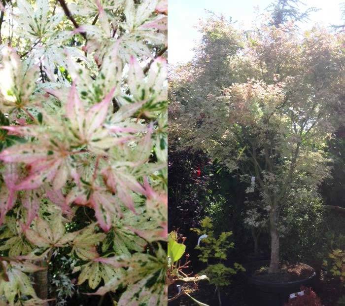 Acer Palmatum Ukigumo for silver wedding present buy UK