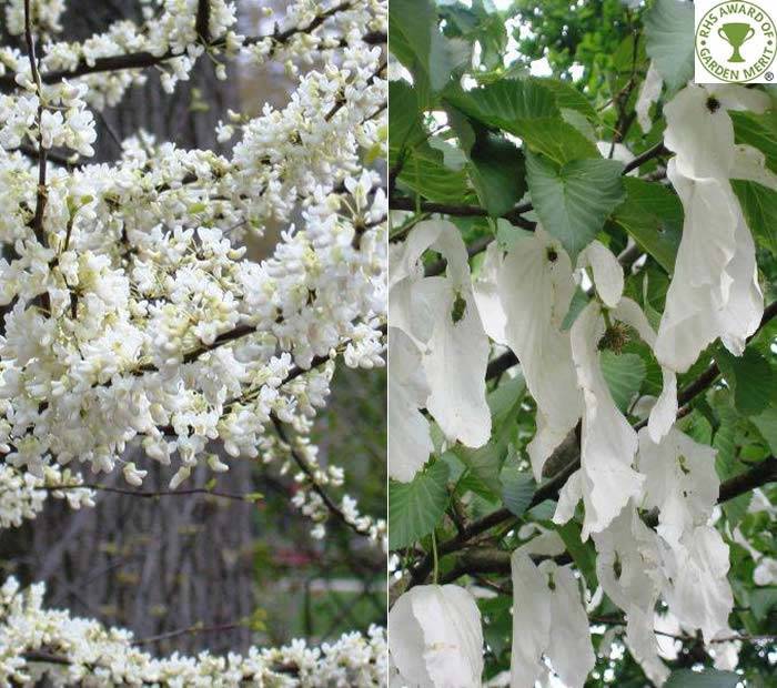 White Flowering trees for Silver Wedding gifts