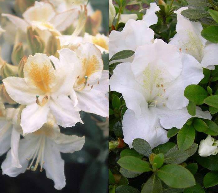 White Azaleas are perfect for Silver Wedding gifts, buy UK