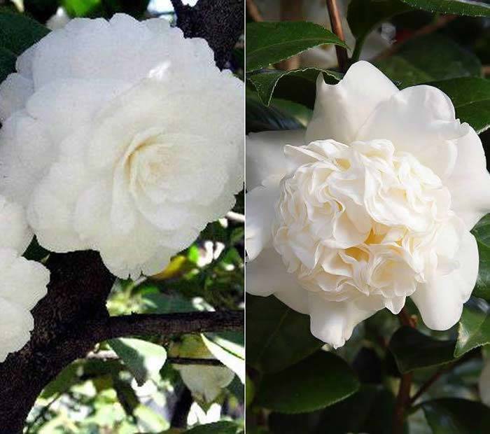 White Flowering Camellias - perfect for Silver Wedding Anniversary Gifts, buy UK