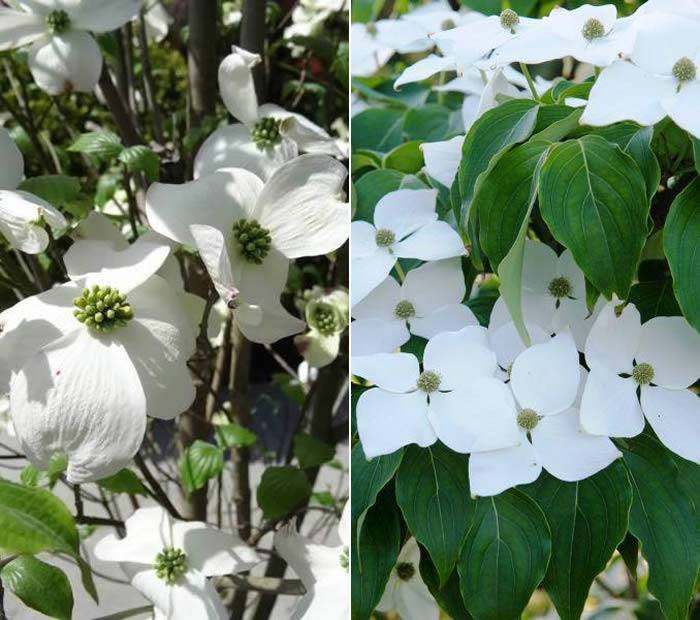 White Dogwood Trees for Silver Wedding Presents, buy UK