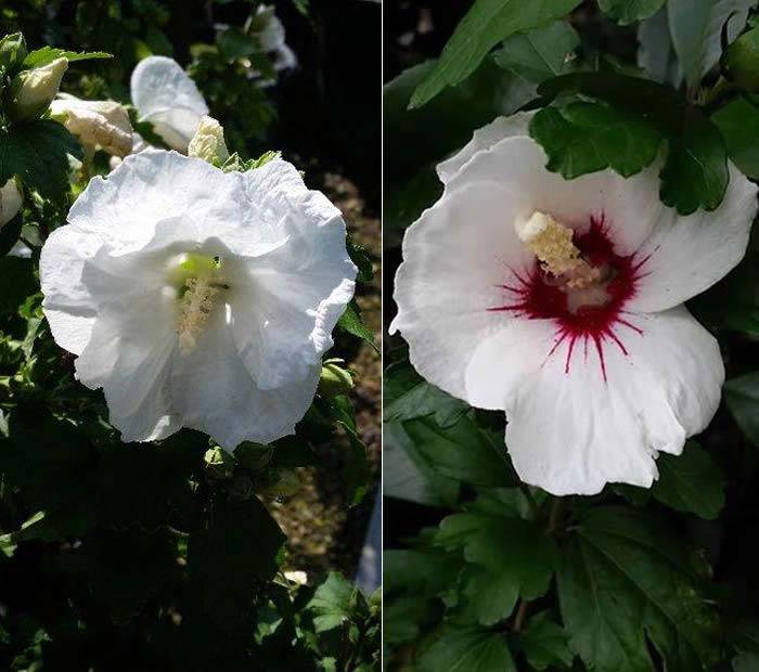 White Flowering Hibiscus buy online UK