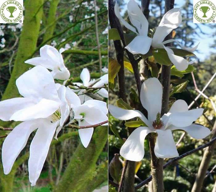 White Flowering Magnolias are Treasured Silver Wedding Gifts, buy UK