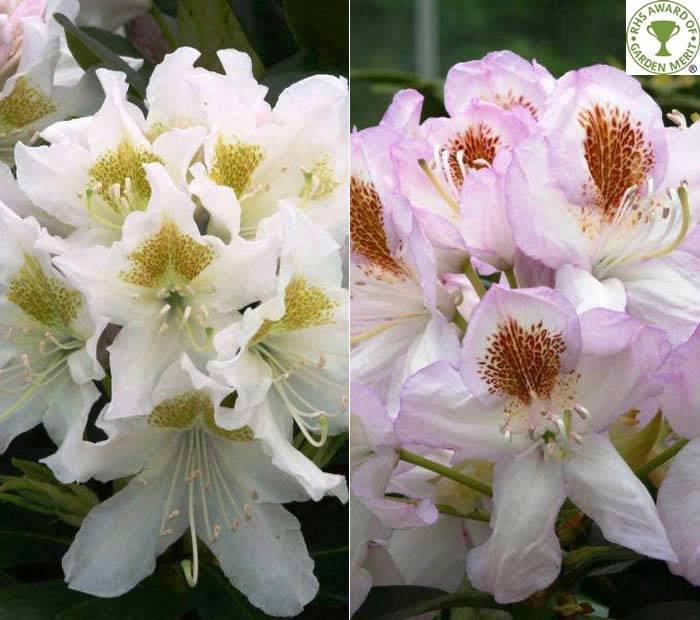 White Rhododendrons For Silver Weddings, buy UK