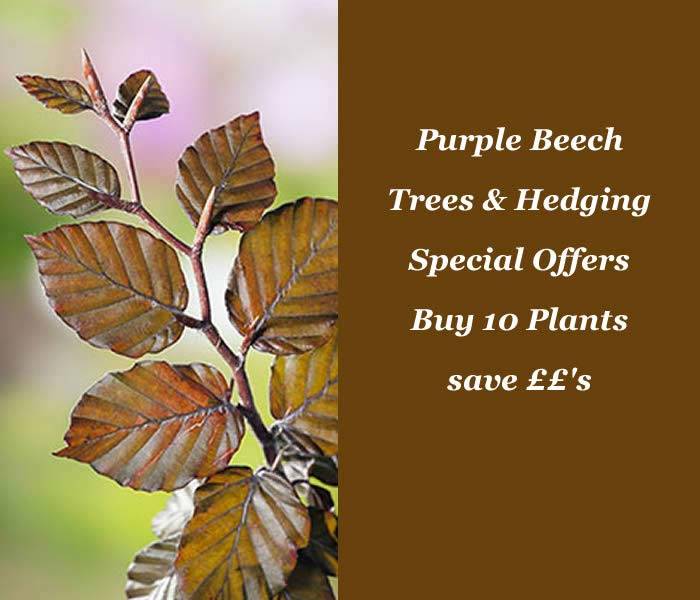 Purple Beech Trees and Hedging Offers, buy UK